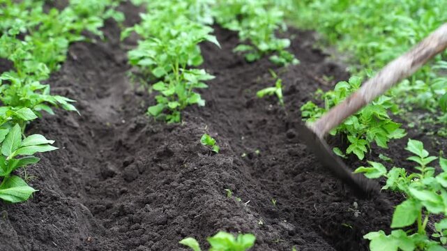 Gardener tills rich soil between young green plants. Tools gently disturb earth, showing careful cultivation. Fresh shoots thrive as soil is prepared for growth. Ideal for farming, gardening