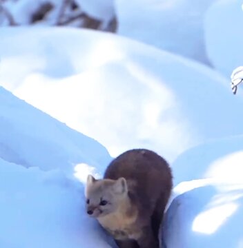 sable in snow 