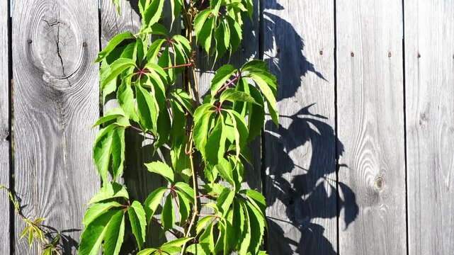 Green vine climbs weathered wooden fence. Sunlight casts bold shadows on wood surface. Leaves glow with morning light. Natural growth contrasts aged texture. Ideal for garden or outdoor themes