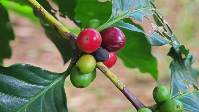 Fresh berry coffee beans in garden.