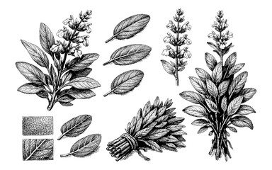 Fototapeta premium Vintage botanical illustration of sage plant with detailed leaves and flowers
