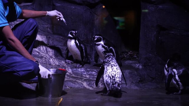 Zookeeper feeds penguins with care and patience. Penguins watch attentively, curious and alert. Dark rocks and dim lights create a naturalistic feel. Scene captures quiet interaction