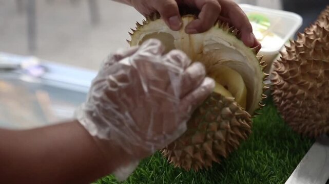 Fresh durian fruit being opened by hand, close-up tropical street food video, exotic Asian fruit market and culinary footage.