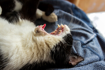 Black and white cat yawning wide showing teeth © Галина  Мідяна