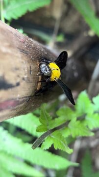 Broad-handed Carpenter Bee (Xylocopa latipes) in Vietnam building nest by boring holes into trees. Carpenter bees not eating woods, only chew through to create chambers for shelter to rear offspring