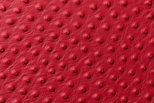 High-quality close-up macro background texture of vibrant red genuine ostrich leather skin, showcasing the distinctive quill follicle pattern for luxury fashion, textile, and accessory design.