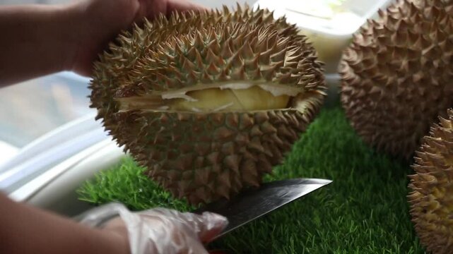 Vendor cutting open fresh durian fruit with a large knife, close-up tropical Asian fruit preparation at market stall