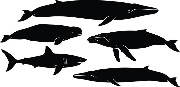 Marine animal silhouettes with blue whale sperm whale humpback whale shark and fin whale, decorative artwork vector illustration element for ocean, aquatic, and nature design
