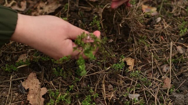 Close up of female hands picking fresh thyme growing in the forest. Natural outdoor scene focused on herbs, plants and gathering in nature.