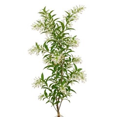 Fototapeta premium Tall green plant with white flower clusters isolated on white background
