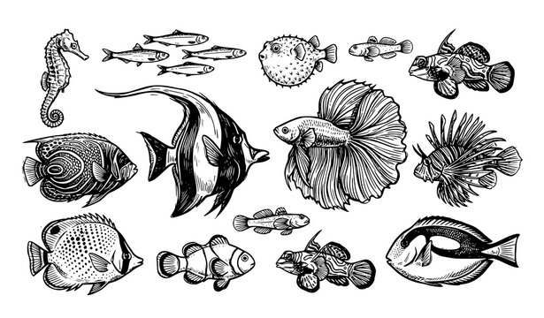 Hand drawn black and white fish sketch collection isolated aquatic vector illustration