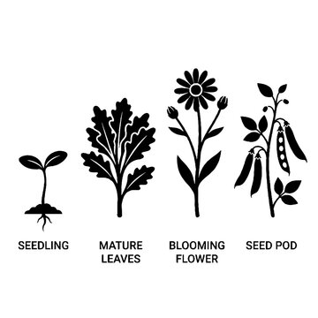 Black and white plant growth stages.