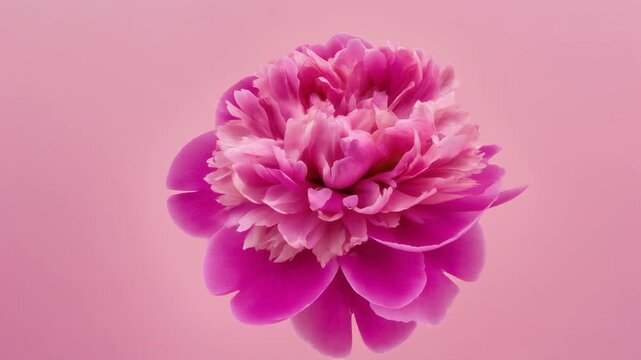 Peony Flower Blooming Timelapse on Pink Background