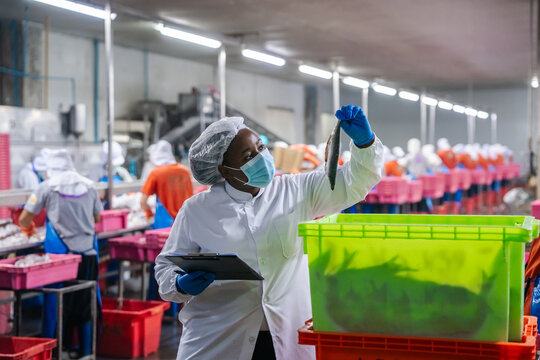 She wears a mask, hairnet, and gloves. Quality control and food processing in a modern canned fish factory, concept of industrial food manufacturing and safety standards.