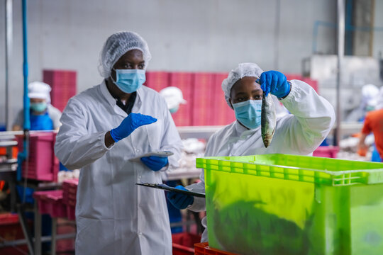 Workers in protective gear inspect a fish in a factory. Quality control and food processing in a modern canned fish factory, concept of industrial food manufacturing and safety standards.