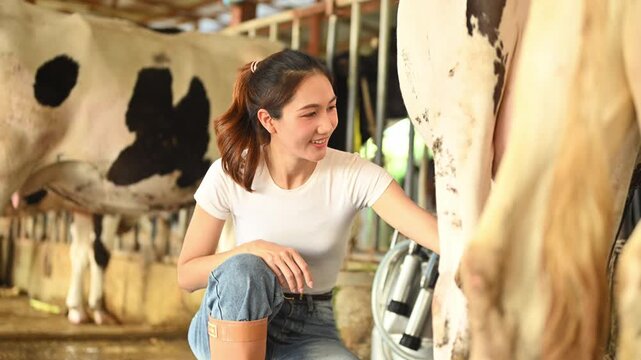 Cleaning cow udder before milking process in dairy farm barn