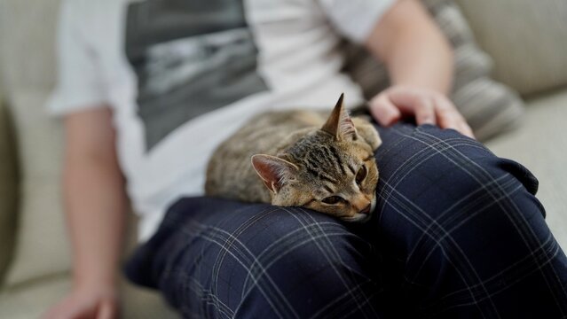 膝の上で寛ぐキジトラ子猫
