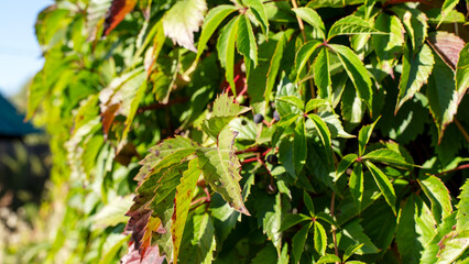 Obraz premium Lush green ivy climbs a wall with vibrant leaves