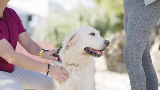 Owners affectionately stroking their fluffy white dog. The cute and friendly pet is enjoying the attention on a sunny day in the park