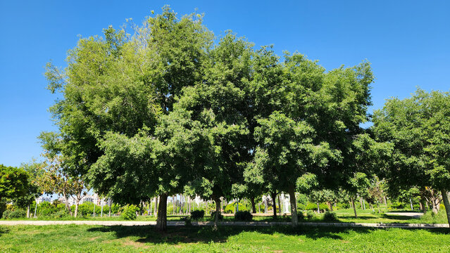 European nettle tree or Mediterranean hackberry (Celtis australis) in an urban park during spring