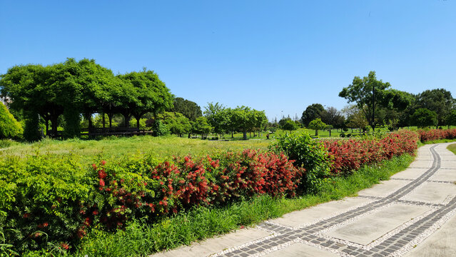 Landscaped park pathway with concrete paving stones, decorative cobblestone and white pebble borders, lined with red bottlebrush shrubs (Melaleuca viminalis).