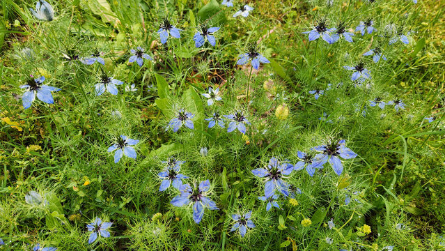 Nigella damascena is an annual ornamental flower with delicate blue, pink or white blooms surrounded by lacy foliage, known as love-in-a-mist and self-seeding in gardens.
