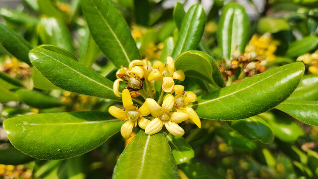 Pittosporum tobira is an evergreen ornamental shrub with glossy leaves and fragrant white-to-cream flowers, widely used in landscaping as hedges or decorative garden plants.