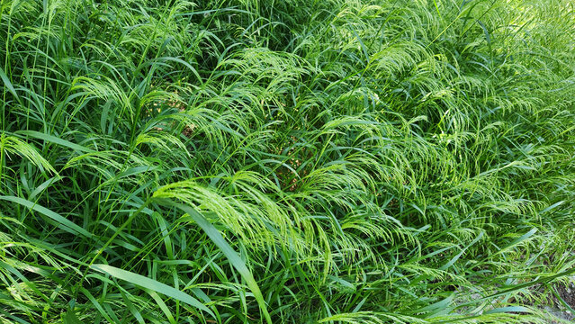 Teff grass (Eragrostis tef) is a fast-growing annual forage crop from ethiopia, high in protein, drought tolerant, and used for livestock feed and gluten-free grain production.