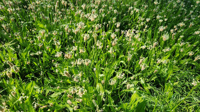 Pantago lanceolata is a hardy perennial herb with narrow rosette leaves and cylindrical flower spikes, commonly found in grasslands and valued for its medicinal and ecological roles.