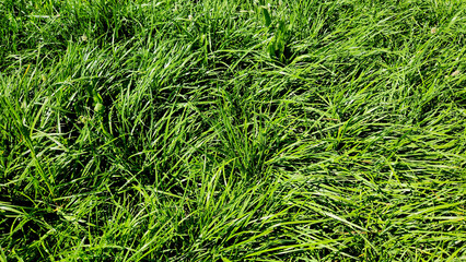 Lolium perenne is a fast-growing perennial pasture grass often mixed with white clover, forming high-quality, nutrient-rich grazing areas in improved agricultural grasslands. © cilicia