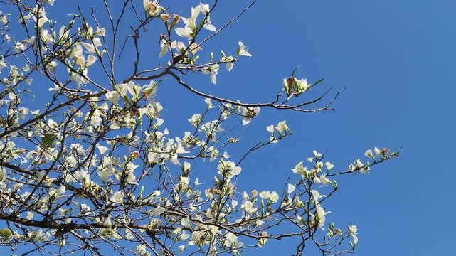 White Bauhinia, also called White Orchid Tree, is a white-flowering form of Bauhinia variegata known for its orchid-like blossoms and ornamental beauty.