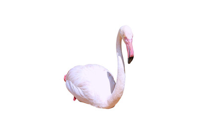 pink flamingo isolated on white, greater flamingo sitting alone with white background © ElizabethGo