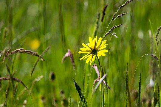 Fleurs de champs