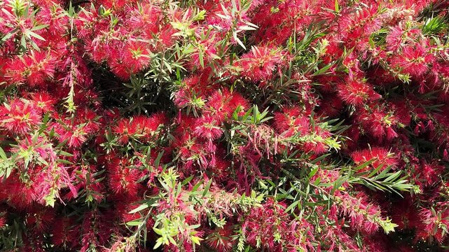Melaleuca viminalis, also known as weeping bottlebrush, is a hardy ornamental hedge shrub with vivid red brush-like flowers and gracefully drooping branches.