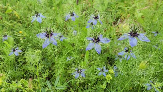 Nigella damascena is an annual ornamental flower with delicate blue, pink or white blooms surrounded by lacy foliage, known as love-in-a-mist and self-seeding in gardens.