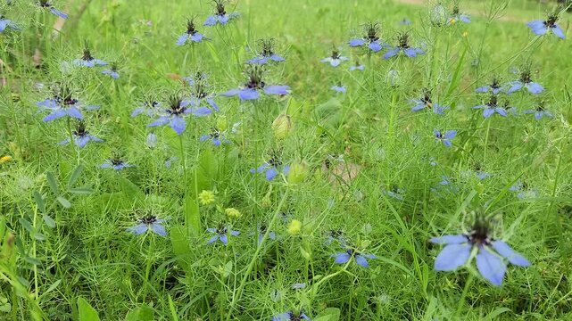 Nigella damascena is an annual ornamental flower with delicate blue, pink or white blooms surrounded by lacy foliage, known as love-in-a-mist and self-seeding in gardens.