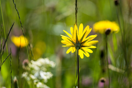 Fleurs de champs