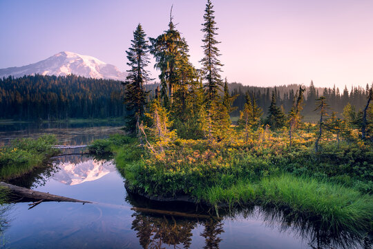 Mt Rainier reflection in a lake at dawn, Mount Rainier National Park, Washington, USA