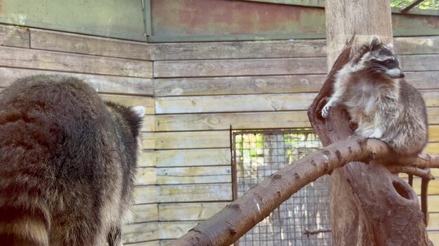 Two raccoons climbing on tree branches in an enclosure