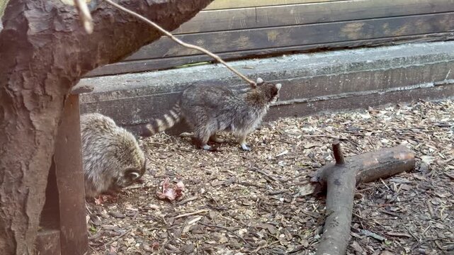 Two raccoons eating food on the ground in a zoo enclosure
