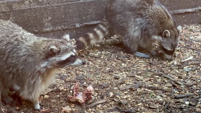 Two raccoons eating meat and foraging on the ground in zoo enclosure, procyon lotor wildlife scene