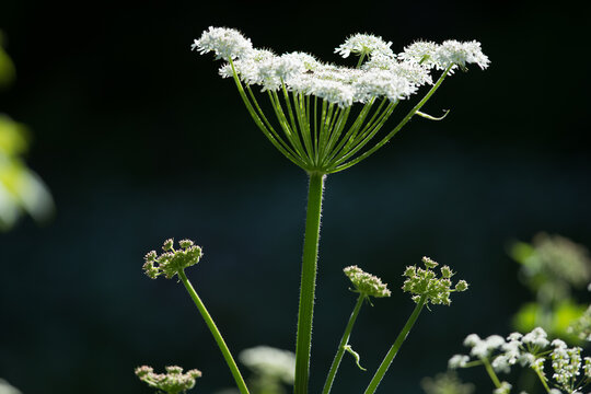 Fleurs de champs