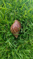 snail on a green grass © Rezania