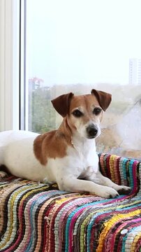 cute dog Jack Russell terrier lying on a striped rug on the windowsill. The room is bright and has plenty of daylight. vertical video footage