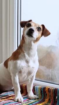 Dog portrait Jack Russell terrier sits on a striped rug on the windowsill and looks in the camera. The room is bright indoors room and has plenty of daylight. vertical video footage
