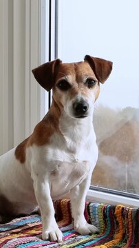 Adorable dog portrait Jack Russell terrier sits on a striped rug on the windowsill and looks in the camera. The room is bright indoors room and has plenty of daylight. vertical video footage