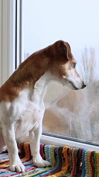 curious dog Jack Russell terrier sits on a striped rug on the windowsill and looks out the window attentively. The room is bright and has plenty of daylight. vertical video footage