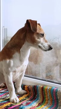 cute dog Jack Russell terrier sits on a striped rug on the windowsill and looks out the window attentively. The room is bright and has plenty of daylight. vertical video footage