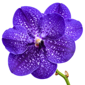 Purple Vanda Orchid Flower in Full Bloom, Isolated on Transparent Background