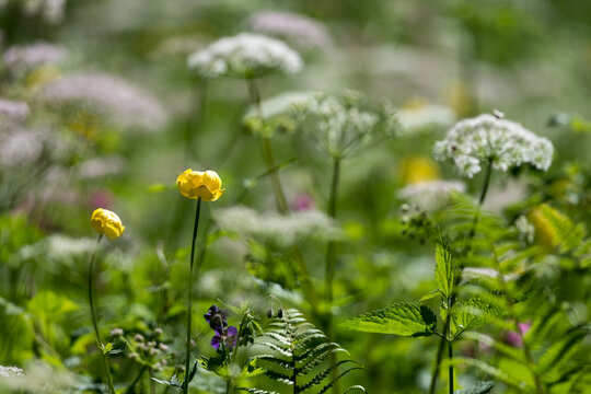 Fleurs de champs